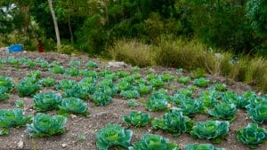 Cabbage planted on terrace crops.